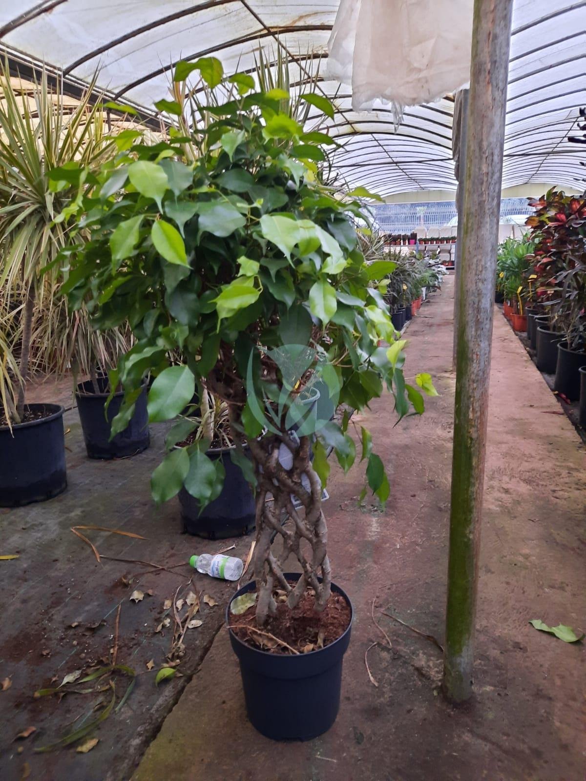 ficus-benjamina-cage-maroc-5-1