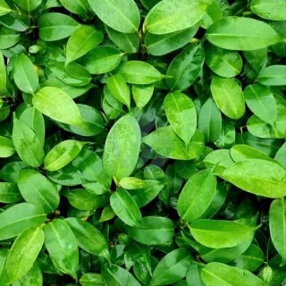 Citrus hystrix (Citronnier combava) - الصورة 4