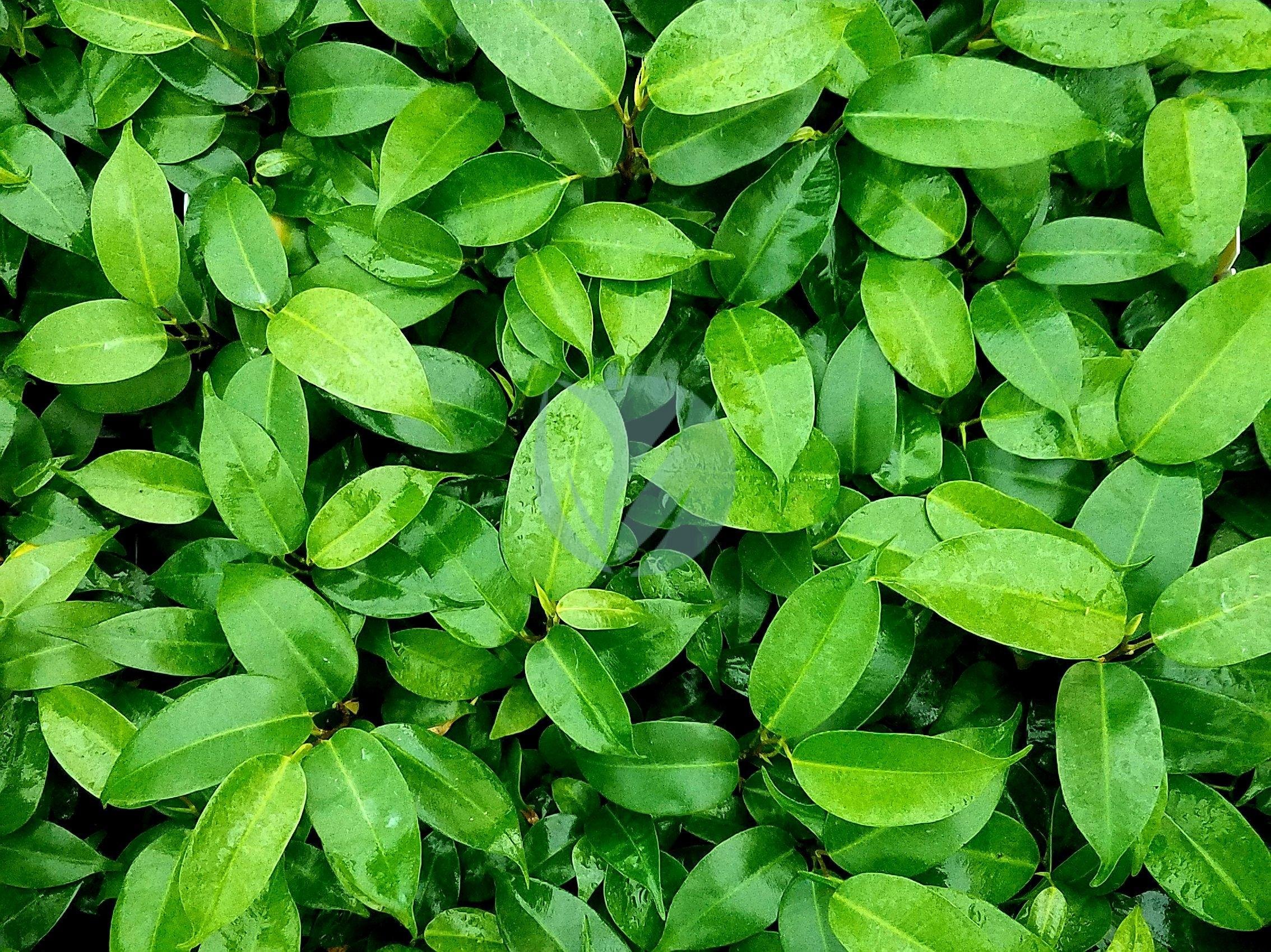 ficus-benjamina-maroc-casablanca-marrakech