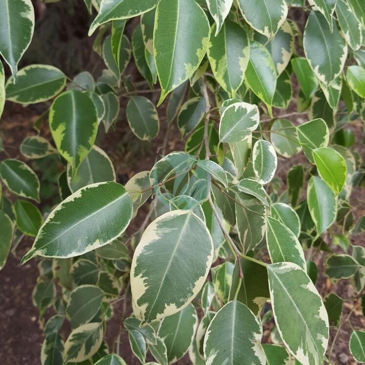 ficus-benjamina-panache-maroc-casablanca-marrakech