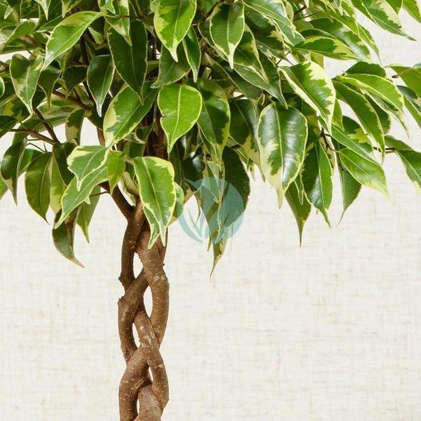 ficus-benjamina-tresse-clorofila-1