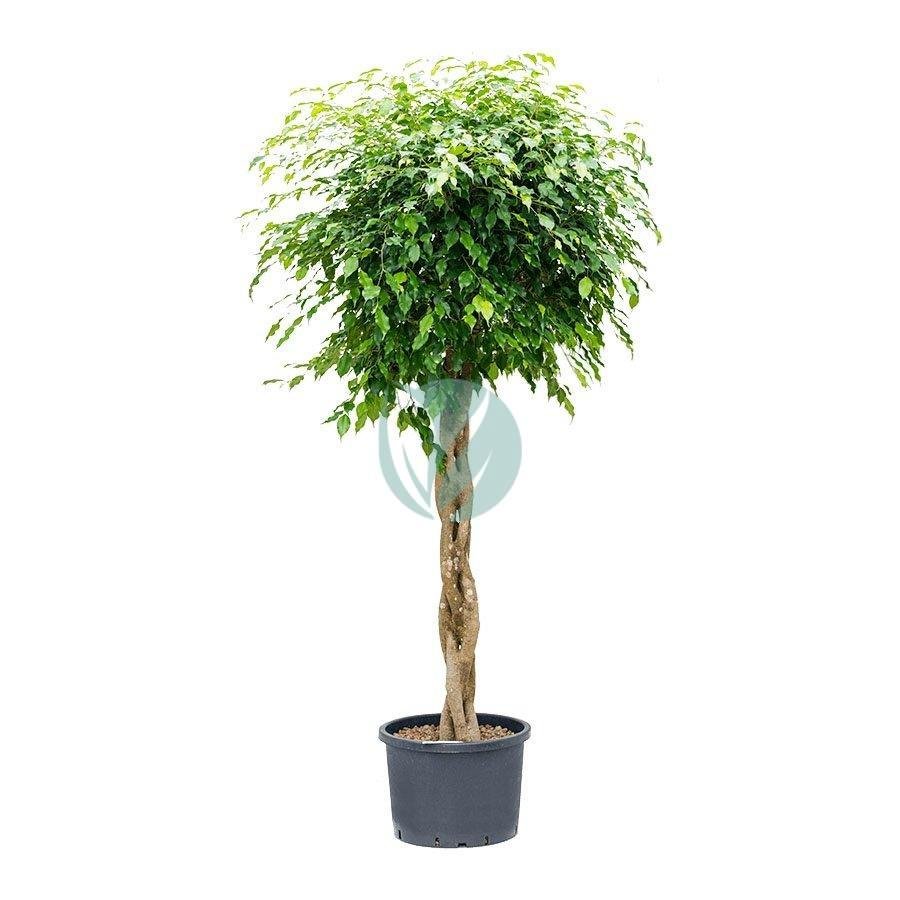 ficus-benjamina-tresse-maroc-1