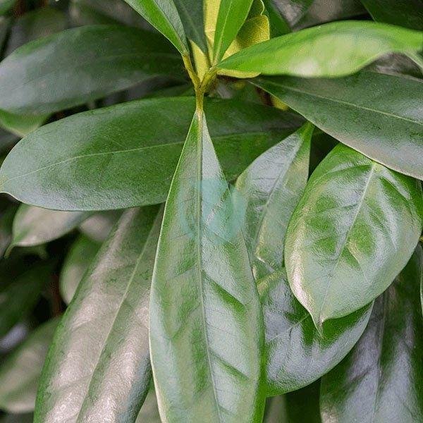 ficus-cyathistipula-maroc-3