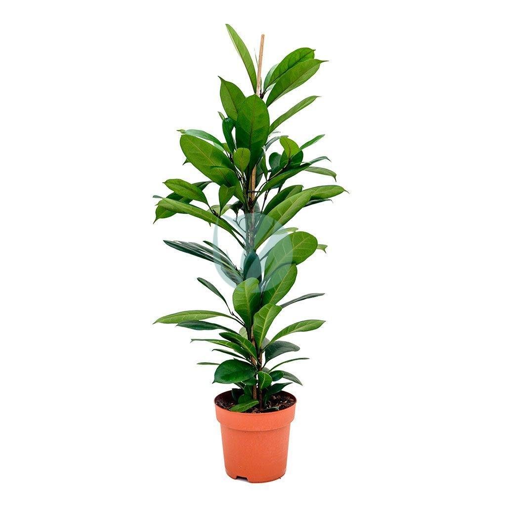 ficus-cyathistipula-maroc-clorofila-3