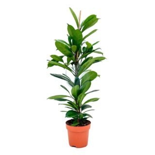 Alocasia amazonica polly – Image 5