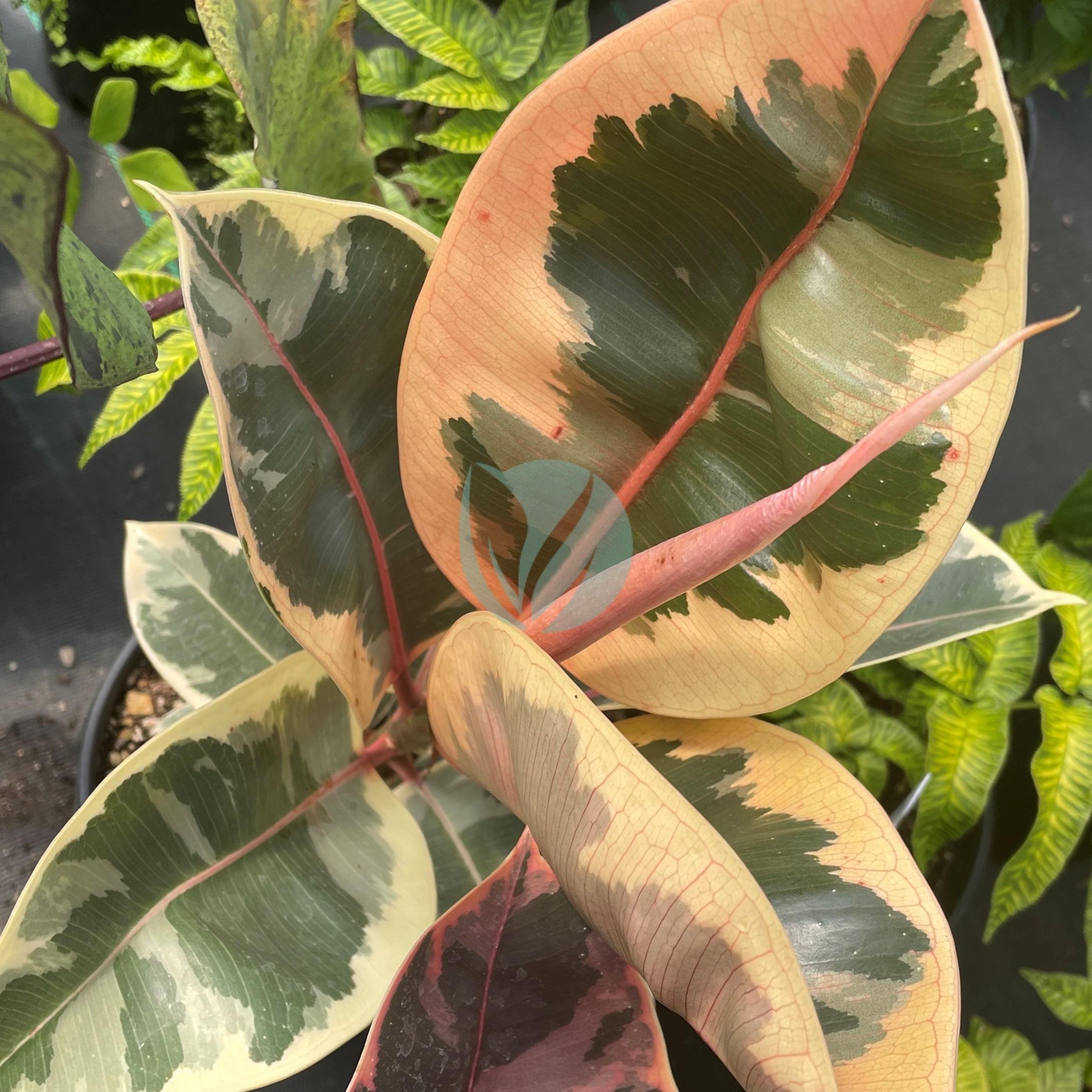 ficus-elastica-variegata-maroc-clorofila