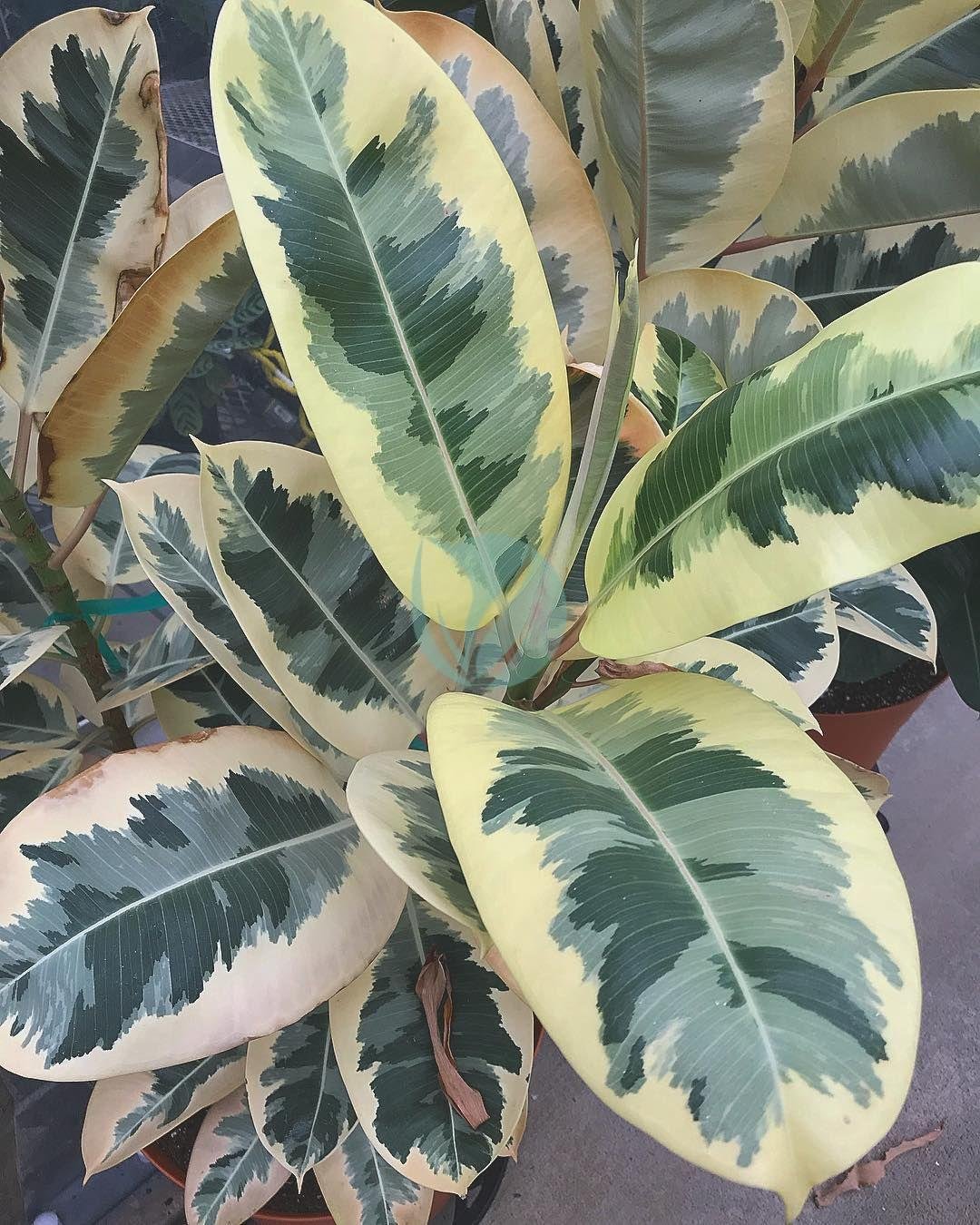 ficus-elastica-variegata-maroc