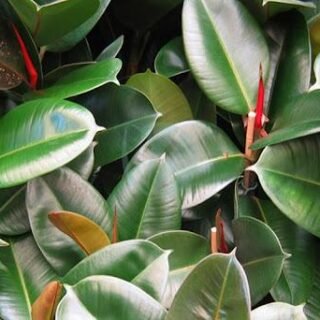 Prunier Black diamond - الصورة 5