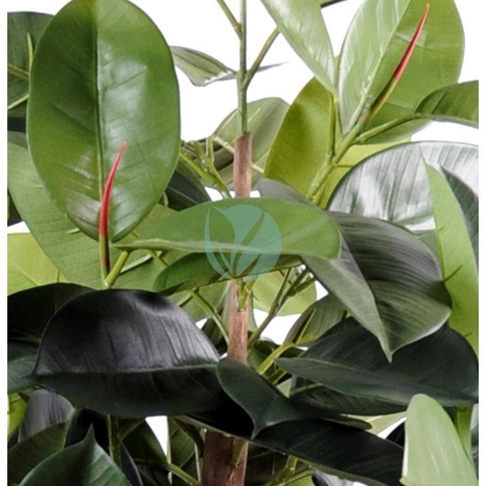 ficus-elastica-vert-maroc-clorofila-1