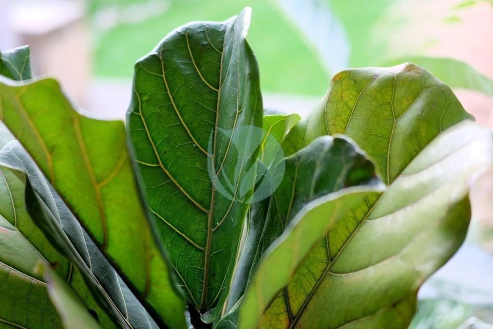 ficus-lyrata-maroc-clorofila-3