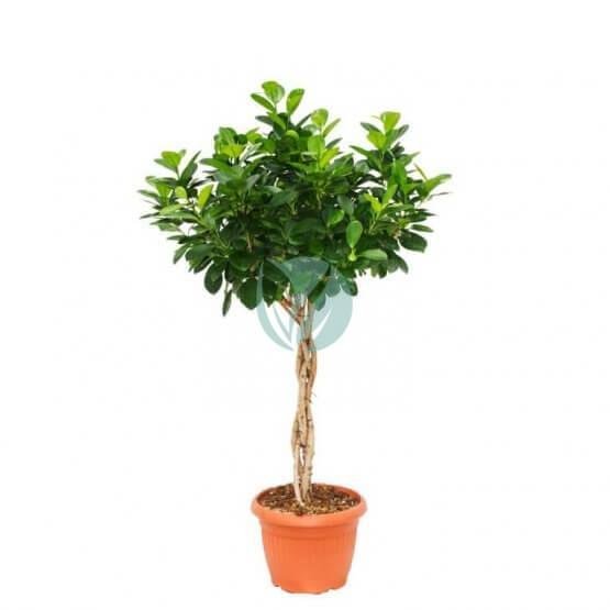 ficus-moclame-tresse-1