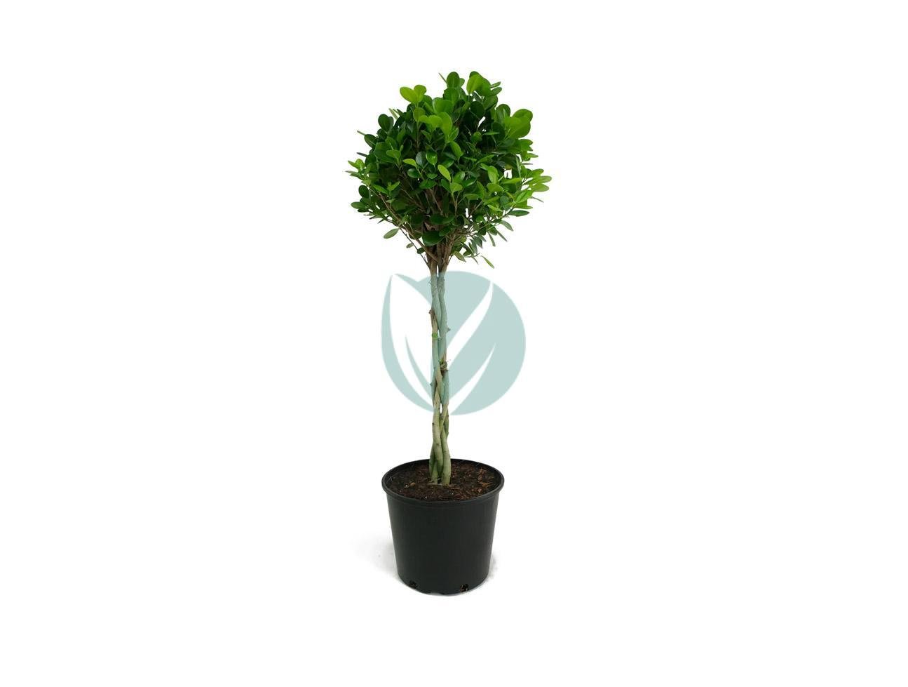ficus-moclame-tresse-clorofila-1-1