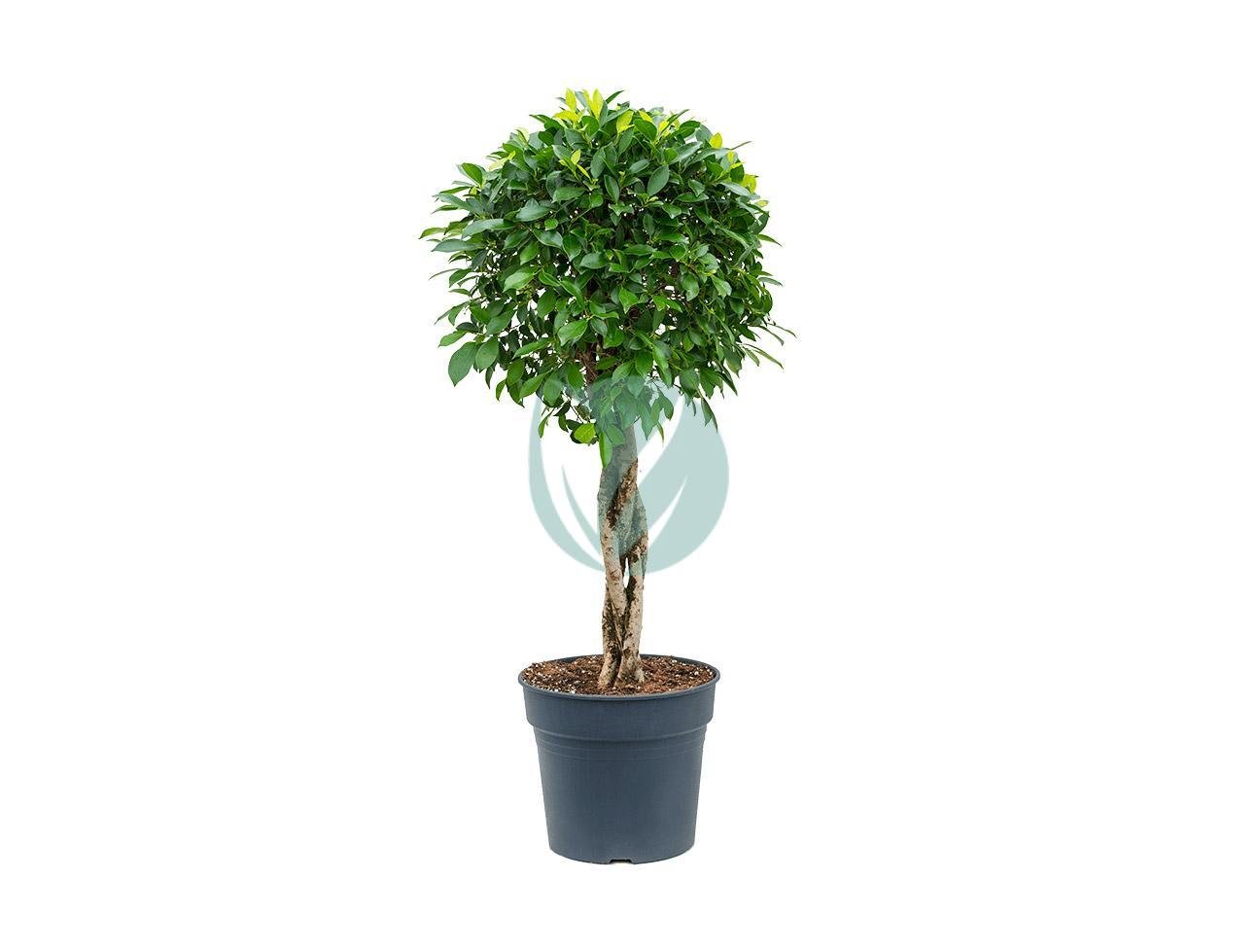 ficus-nitida-tresse-1-1