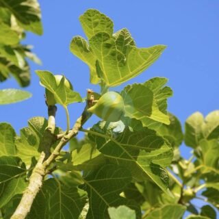 Noisetier (corylus avellana) - الصورة 4