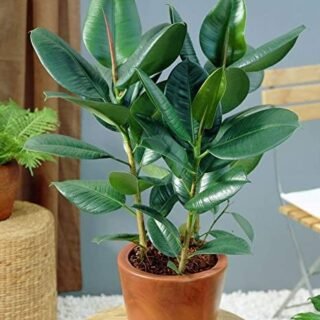 Calathea - الصورة 4