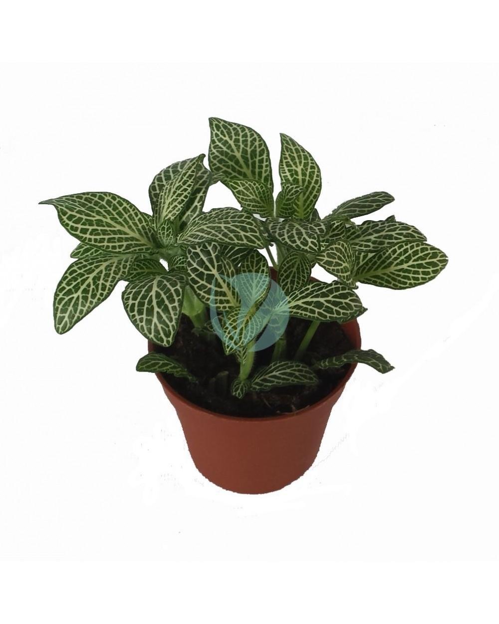 fittonia-verte-maroc-3