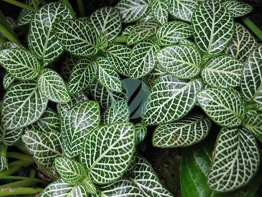 fittonia-verte-maroc-clorofila-3