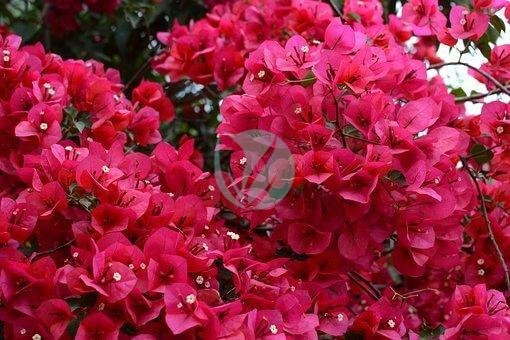 flower-4879418__340-1-1