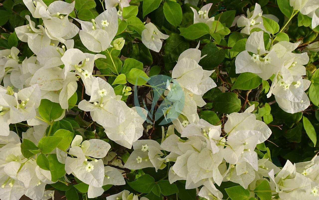 Bougainvillier blanc - الصورة 3