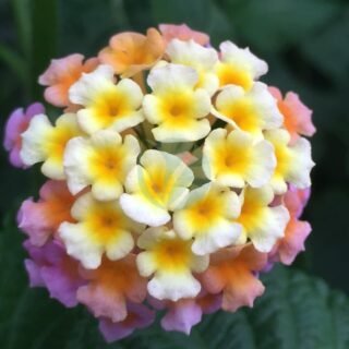 Brugmansia candida (datura) – Image 3