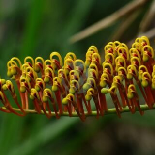 Brachychiton rupestris (arbre bouteille) - الصورة 5