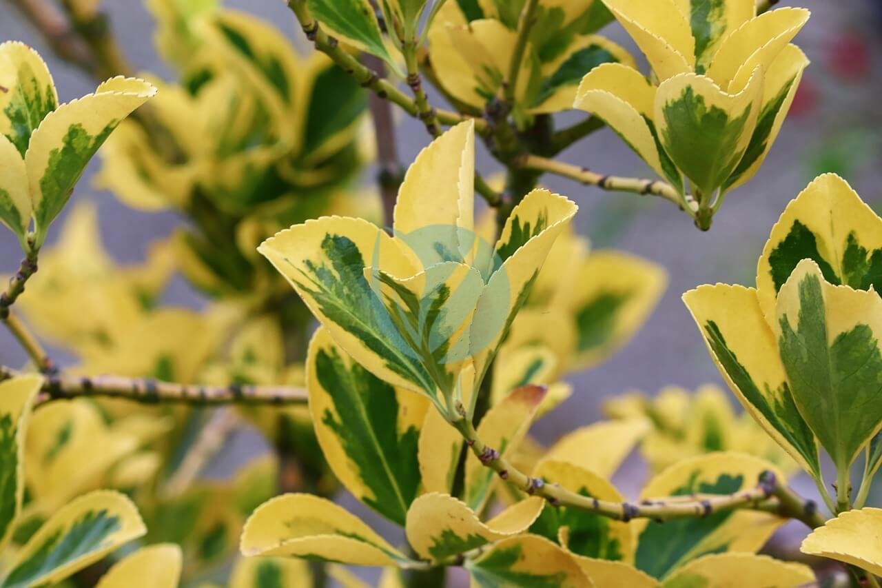 fortunei-4518856_1280-1