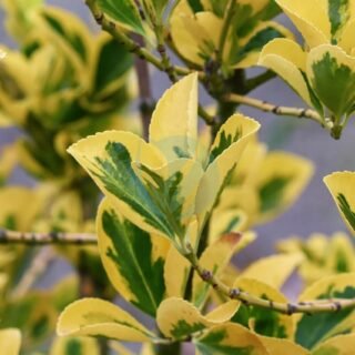 Beaucarnea (Pied d’éléphant) - الصورة 5