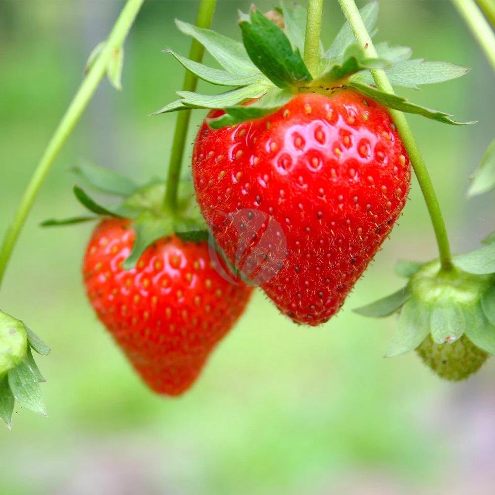 fraisier-clorofila-1