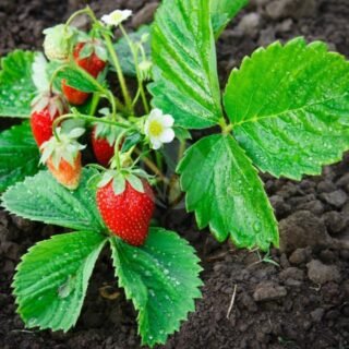 Citronnelle – Image 4