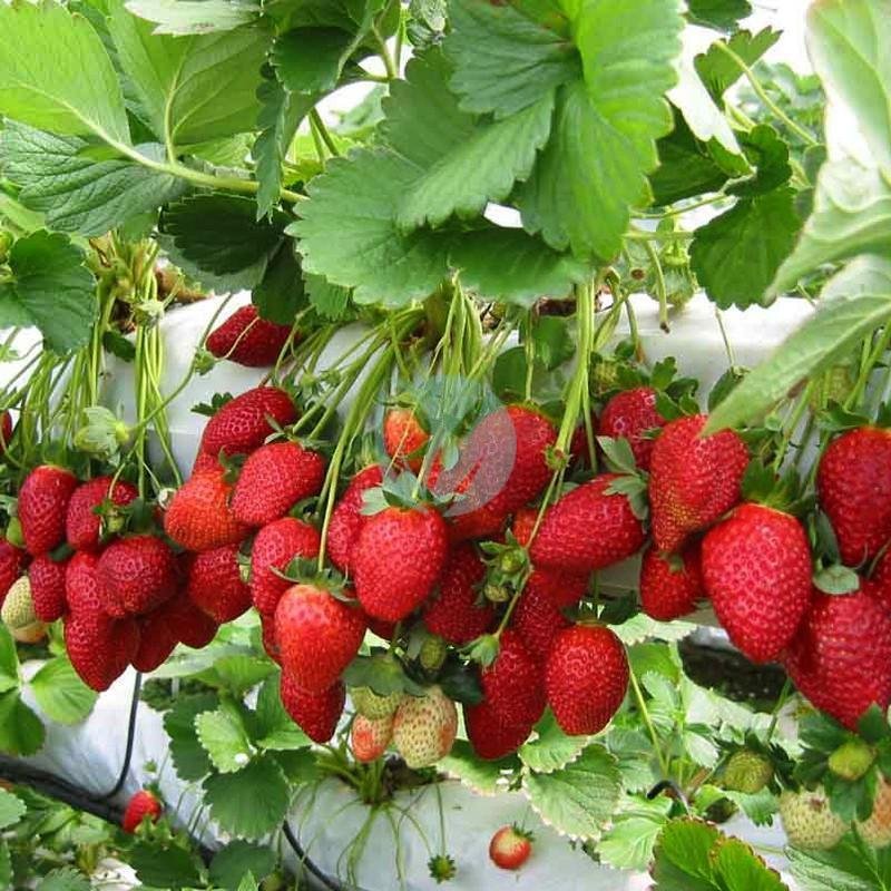 fraisier-maroc-clorofila-3