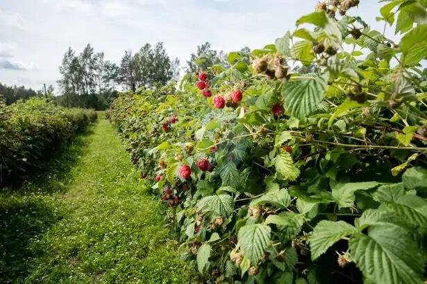 framboisier-clorofila-3