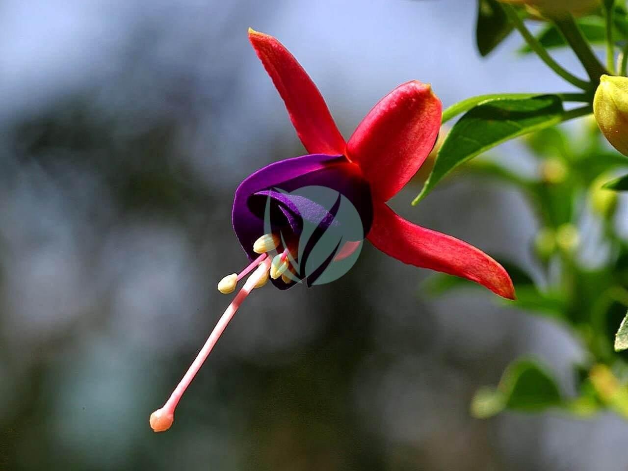 fuchsia-flowers-purple