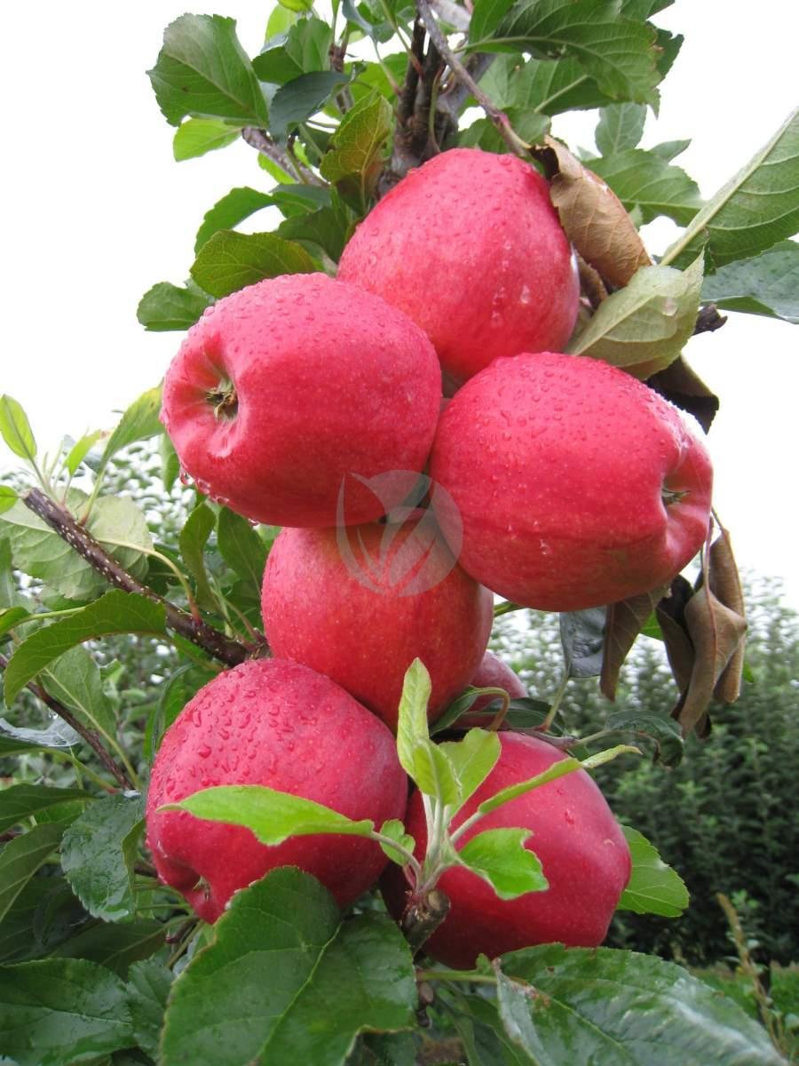 gala-royal-rouge-maroc-3