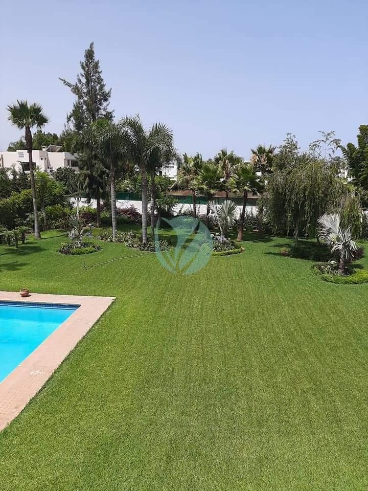 gazon-paspalum-maroc-1-3