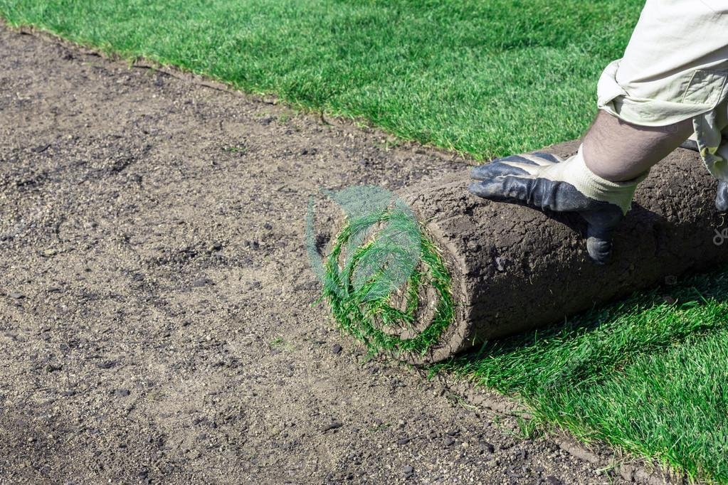 gazon-paspalum-maroc-clorofila-3