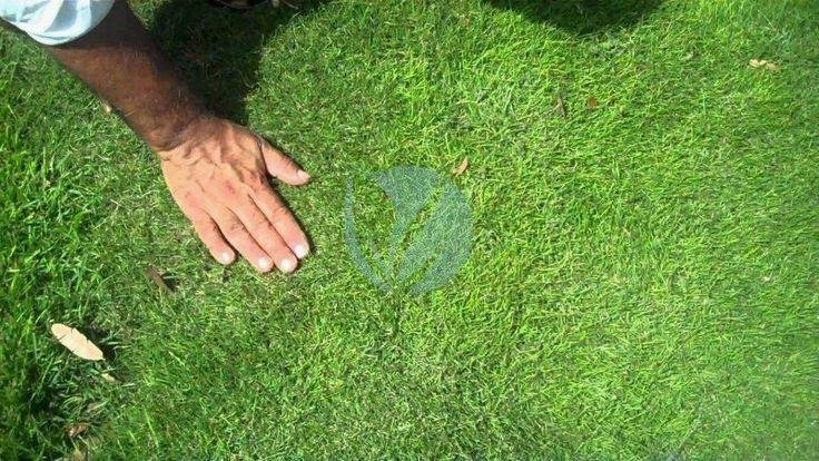 gazon-zoysia-japonaise-maroc-4