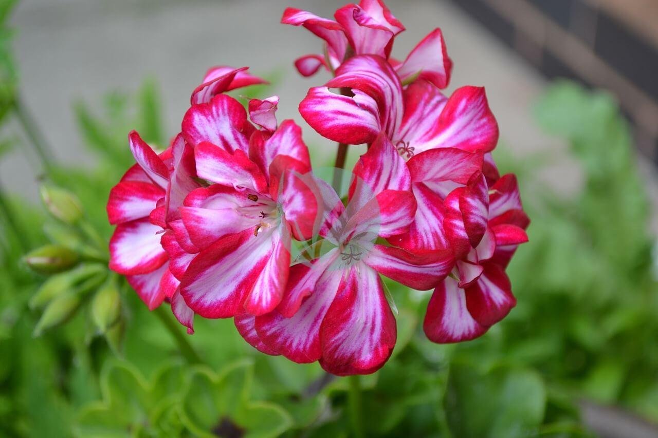 geranium-273452_1280