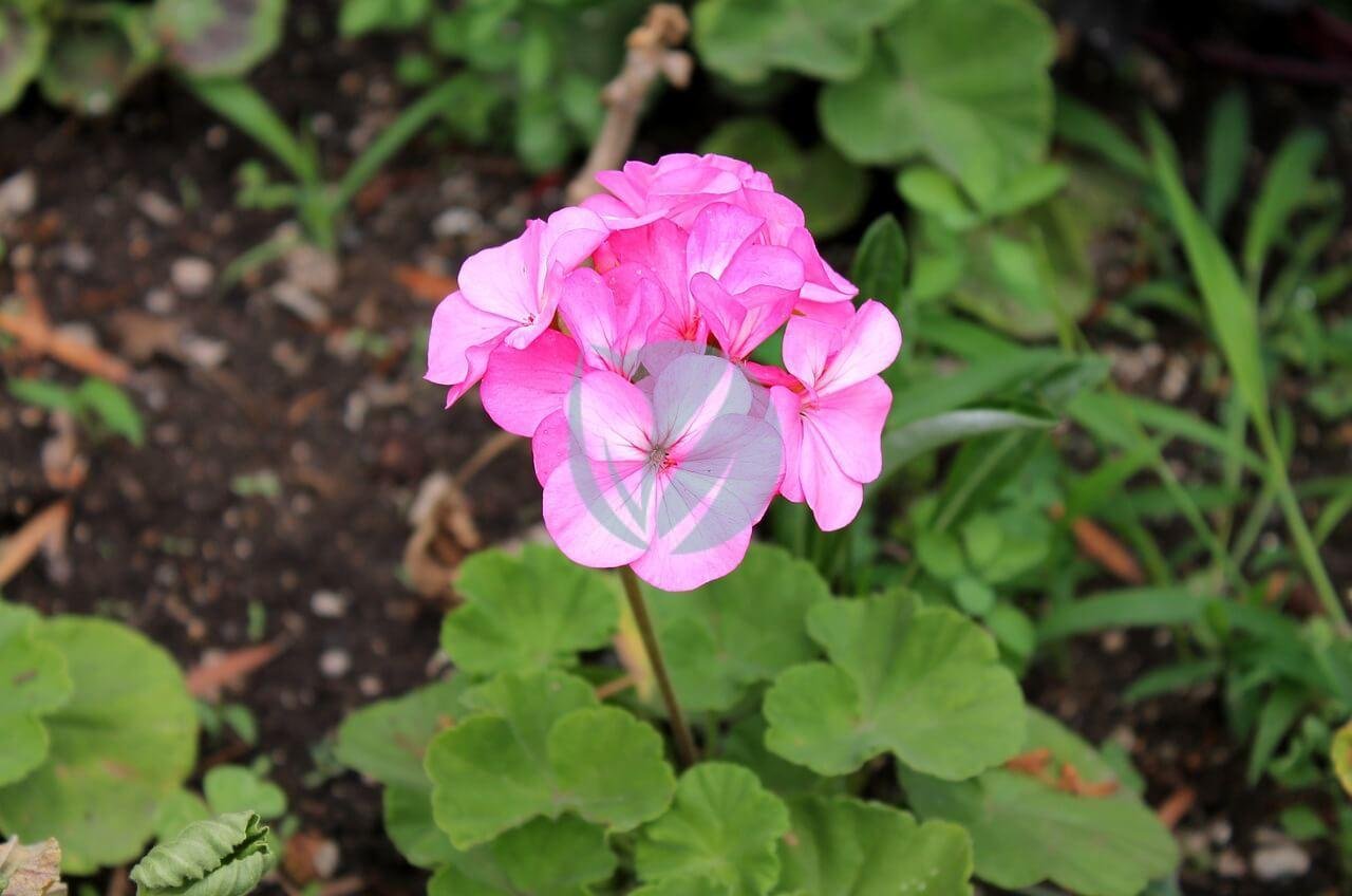 geranium-rosat