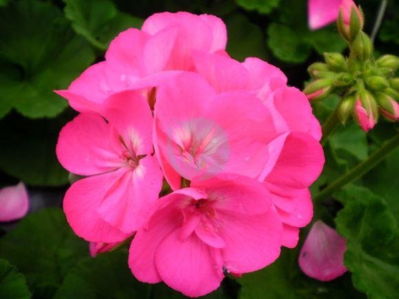 geranium-zonal-rose