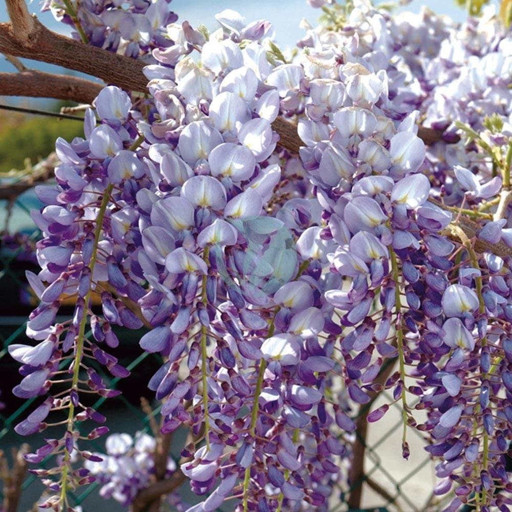 glycine-wisteria-maroc-1-3