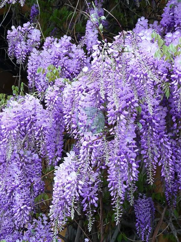 glycine-wisteria-maroc-clorofila-3