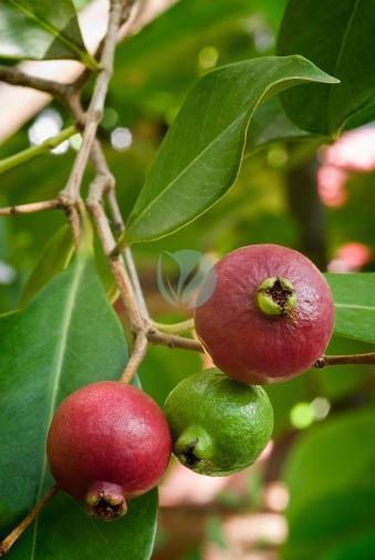 goyavier-fraise-psidum-littorale-maroc-3
