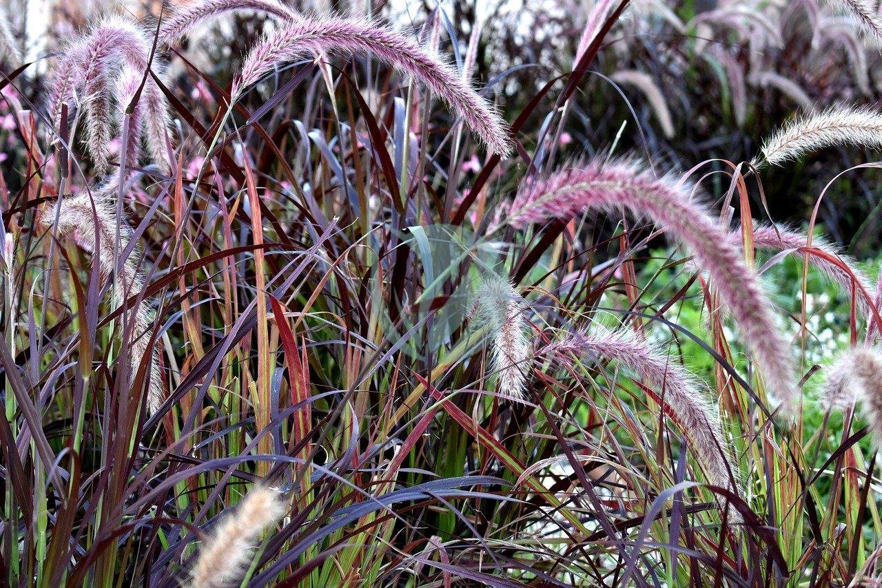 grass-3550166_1280-3