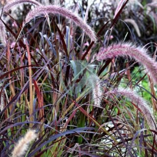 Bambou demi-nain – Image 4