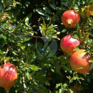 Sapotier noir (diospyros digyna) - الصورة 3