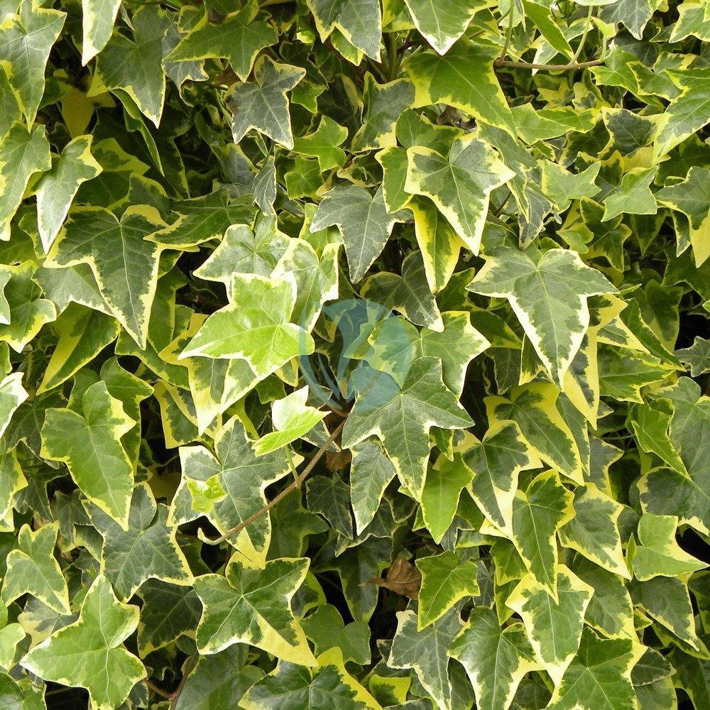 hedera-helix-panache-3