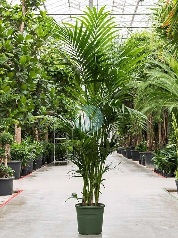 howea-forsteriana-kentia-maroc-clorofila