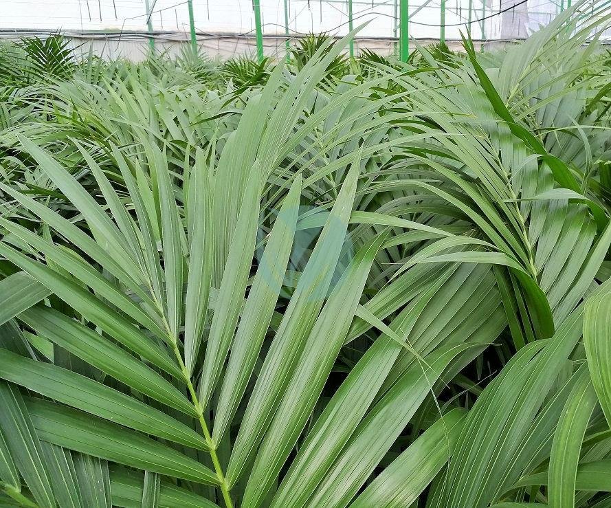 howea-forsteriana-kentia-maroc