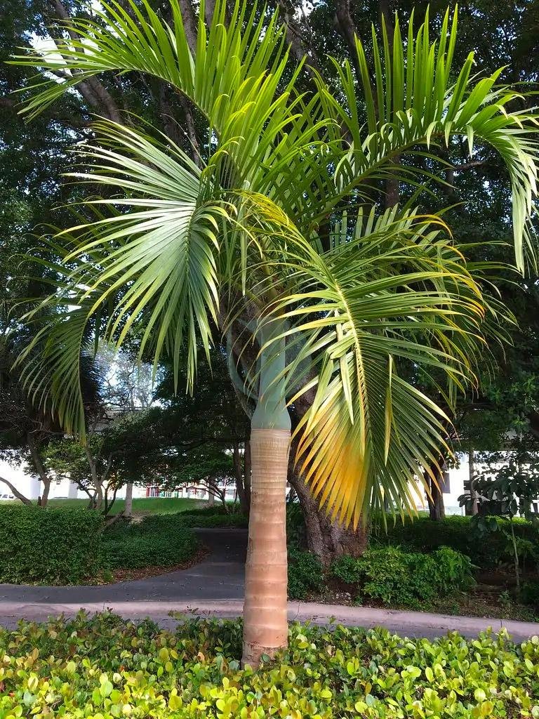 hyophorbe-verschaffeltii-maroc-clorofila