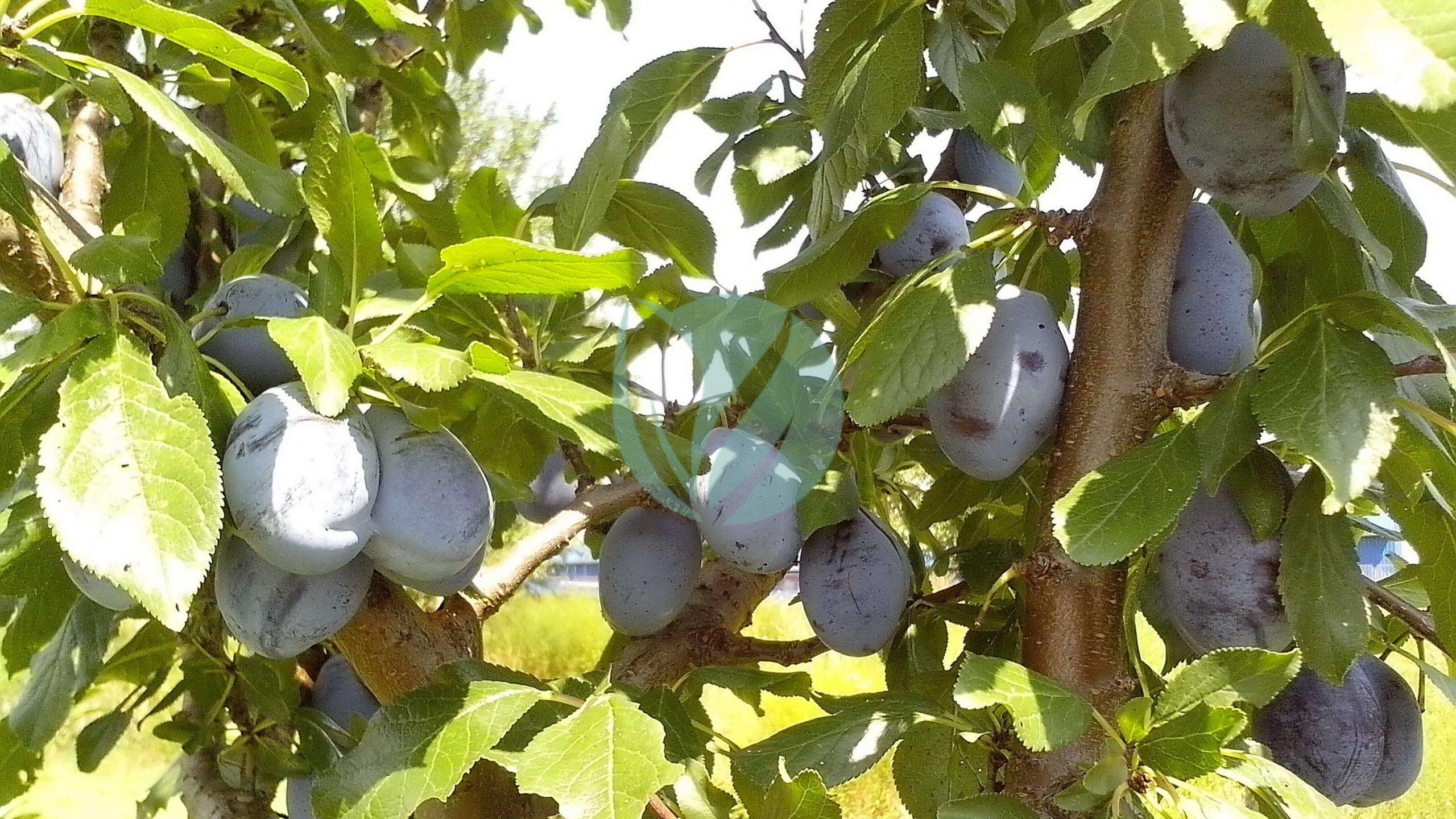 immature-fruits-of-organically-grown-blue-plums-fruits-scaled-1
